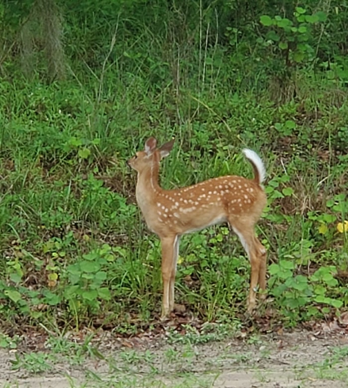 A baby deer standing in the grass near some bushes.
